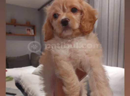 2 Aylık Dişi Sevimli Maltipoo Aci̇llll 