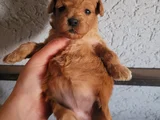 Eğitim Merkezimizden Toy Poodle Yavrular