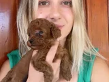 Eğitim Merkezimizden Toy Poodle Yavrular