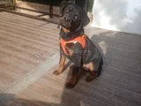 Koca Kafa Koca Pati̇ Rotwei̇ller
