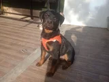 Koca Kafa Koca Pati̇ Rotwei̇ller