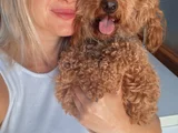 Eğitim Merkezimizden Toy Poodle Yavrular