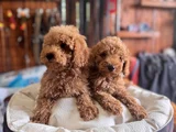Çiçek Gibi Poodle Bebekler
