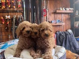 Çiçek Gibi Poodle Bebekler