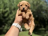 Bebek Suratli Sevi̇mli̇ Toy Poodle