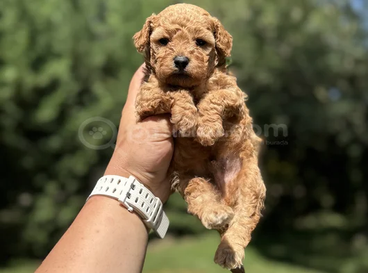 Bebek Suratli Sevi̇mli̇ Toy Poodle görsel