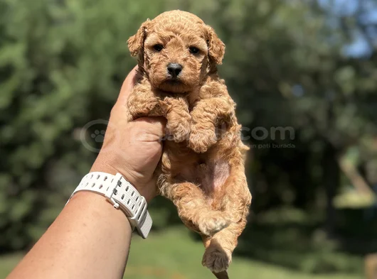 Bebek Suratli Sevi̇mli̇ Toy Poodle