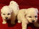 maltipoo yavrularımız ev doğumu