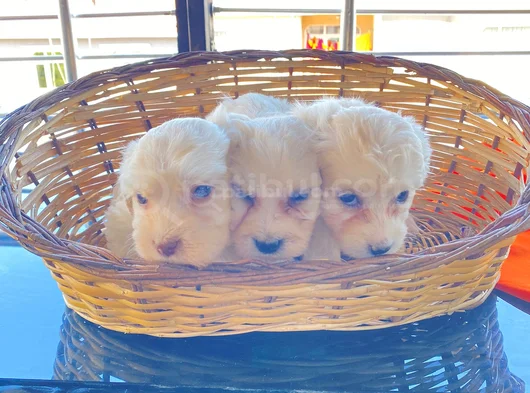 A Kalite Maltese Terrier Yavrularımız görsel