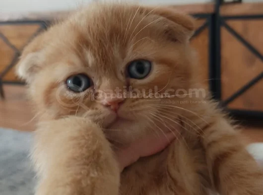 Anne British Baba Scottish Fold görsel