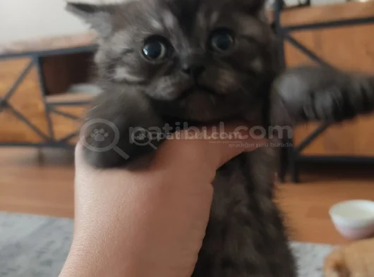 Anne British Baba Scottish Fold görsel