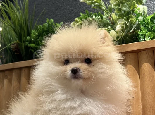 Pomerian Boo görsel