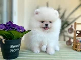 Dişi Ve Erkek Pomerani̇an Boo