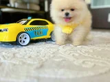 Dişi Ve Erkek Pomerani̇an Boo