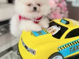 Dişi Ve Erkek Pomerani̇an Boo