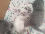 60 Günlük Scottish Fold Ve British Shorthair Yavrularımız