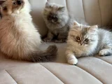 3 Aylık Chinchilla Yavru Kedi
