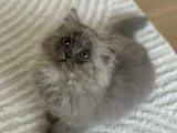 3 Aylık Chinchilla Yavru Kedi
