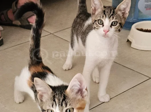 3 Aylik 3 Yavru Kedi̇ görsel
