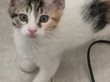3 Aylik 3 Yavru Kedi̇