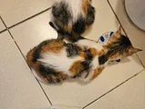 3 Aylik 3 Yavru Kedi̇