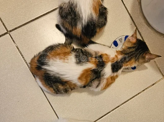 3 Aylik 3 Yavru Kedi̇ görsel