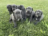 blue cane corso dev yavrular