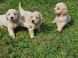 Bebek Gibi Golden Retriever Yavrular