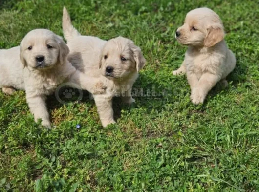 Bebek Gibi Golden Retriever Yavrular görsel