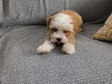 3 Aylik Malti̇poo Yeni̇ Yuvasini Ariyor - Herşeyi̇ Tam