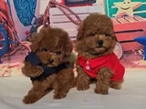 Toy Poodle Mükemmel Üstü Yavrular