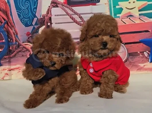 Toy Poodle Mükemmel Üstü Yavrular görsel