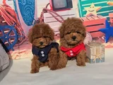 toy poodle mükemmel üstü yavrular