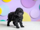 Siyah Poodle Ile Farkınızı Ortaya Koyun