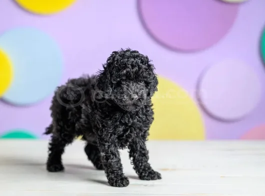 Siyah Poodle Ile Farkınızı Ortaya Koyun görsel
