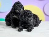 siyah poodle ile farkınızı ortaya koyun