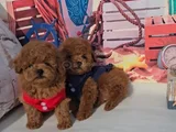 Toy Poodle Mükemmel Üstü Yavrular