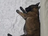 3 Aylık Dişi Tüm Eşyalarıyla Verilecektir