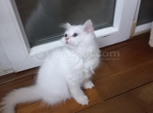 Pamuk Bebekler görsel