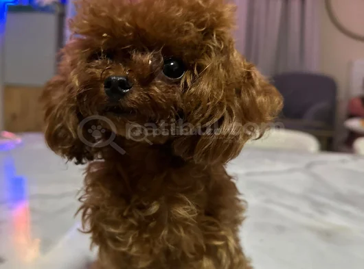 Micro Tea Cup Kore Poodle Kizimiz