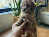 Toy Poodle Bebekler Yeni Yuvalarını Bekliyor