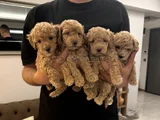 Toy Poodle Bebekler Yeni Yuvalarını Bekliyor