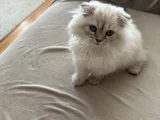 Scottish Fold Longhair Uygun