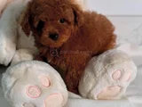 Show Kalite Toy Poodle Bebekler