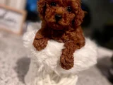 Sevgi Dolu Pofuduk Toy Poodle Bebekler