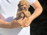 Çi̇ftli̇ği̇mi̇zden A Kali̇te Poodle Bebekler
