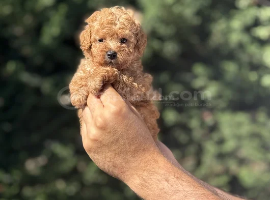 Çi̇ftli̇ği̇mi̇zden A Kali̇te Poodle Bebekler görsel