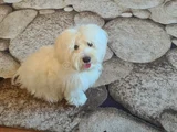 Çok Tatli Malti̇po