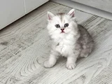 Gözalıcı miniklerim ömürlük yuvalarına hazır