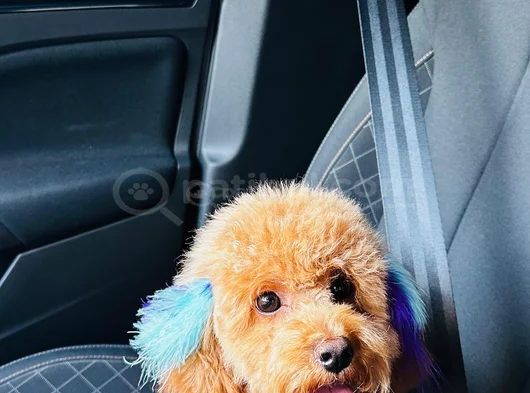 Poodle Yavru Küçük Irk görsel